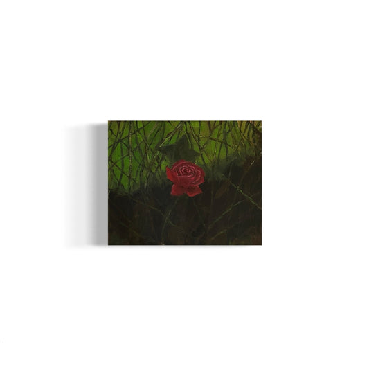 Isolated rose