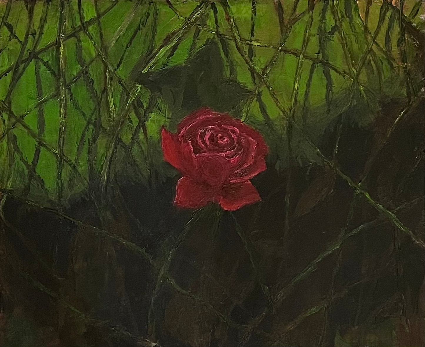 Isolated rose